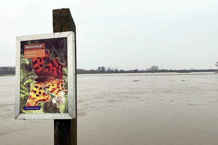 hoogwater in de maas