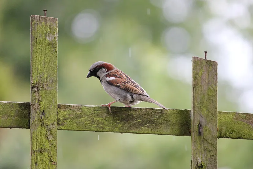 house sparrow 84647 1280 huismus