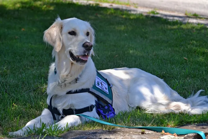 hulphond needpix service dog 2098366 1280