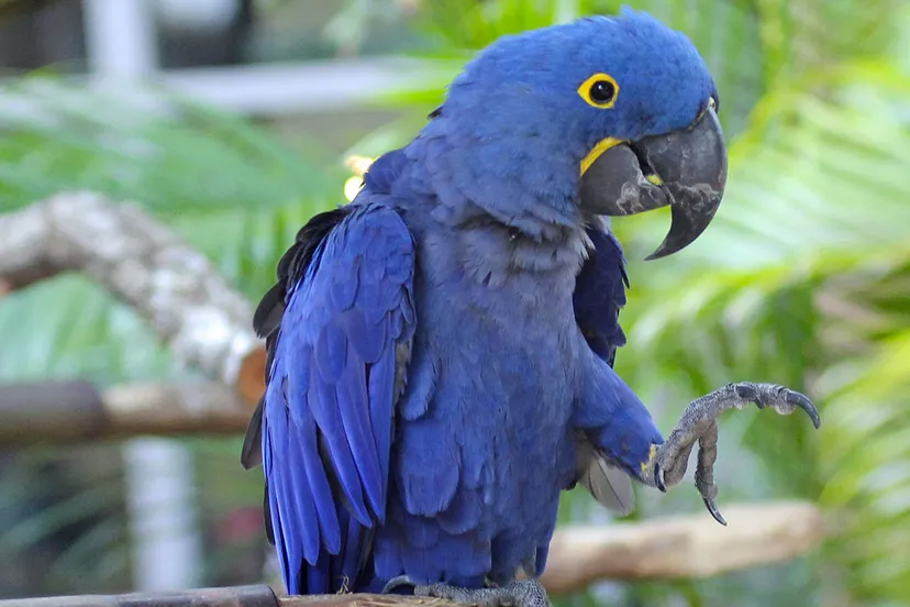 hyacinth macaw
