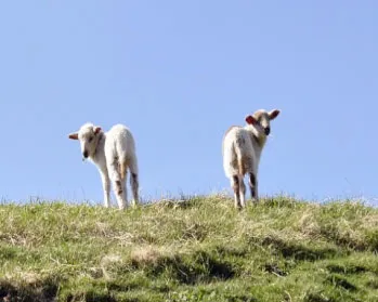 i2jus5fl4eoy7l3o40fx5josc 223635