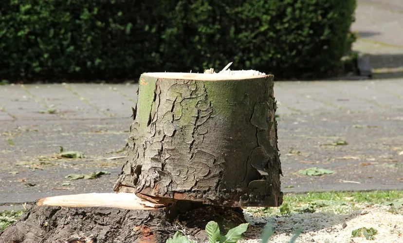 i5hlayfgg6g6qgt0p5yi8a9ol kap kastanjes 16 9