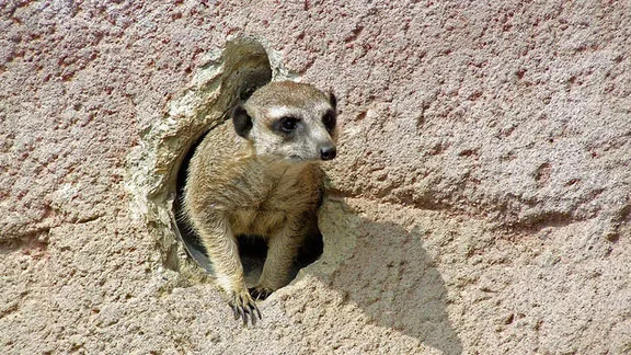 i8lzpv2233spbg96oubnycifr stokstaartje gaia zoo foto door patries71 cc by nc nd 2