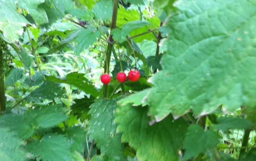 ibfzcsrmtwz88a0xkp816chqc brandnetels met kersen 0