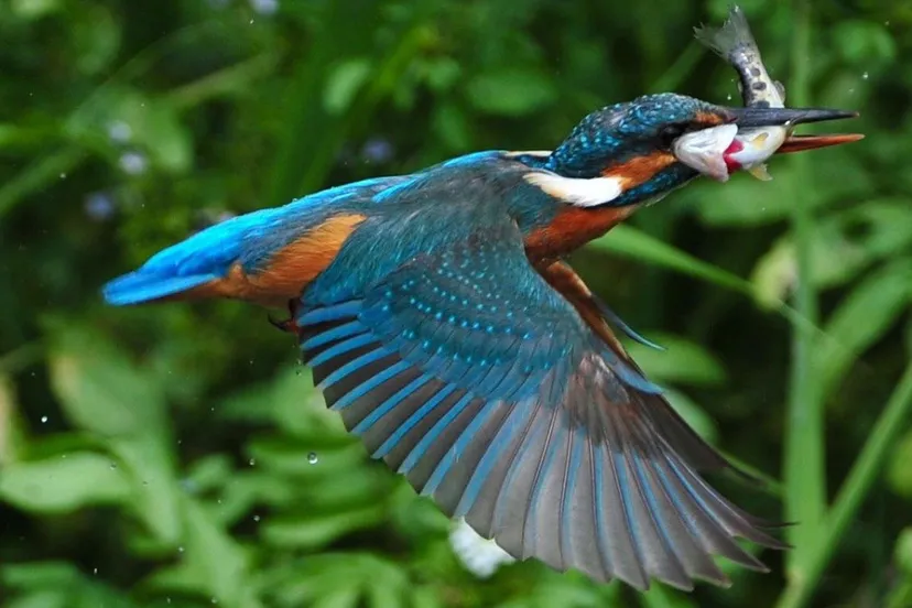 ijsvogel met prooi via pixabay