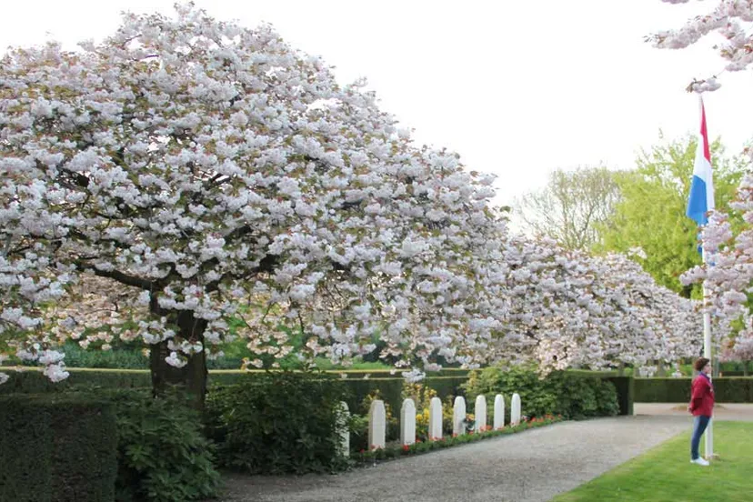 il9thvr6sv8l25kfaey6kl4xt dodenherdenking 2013 3 16 9