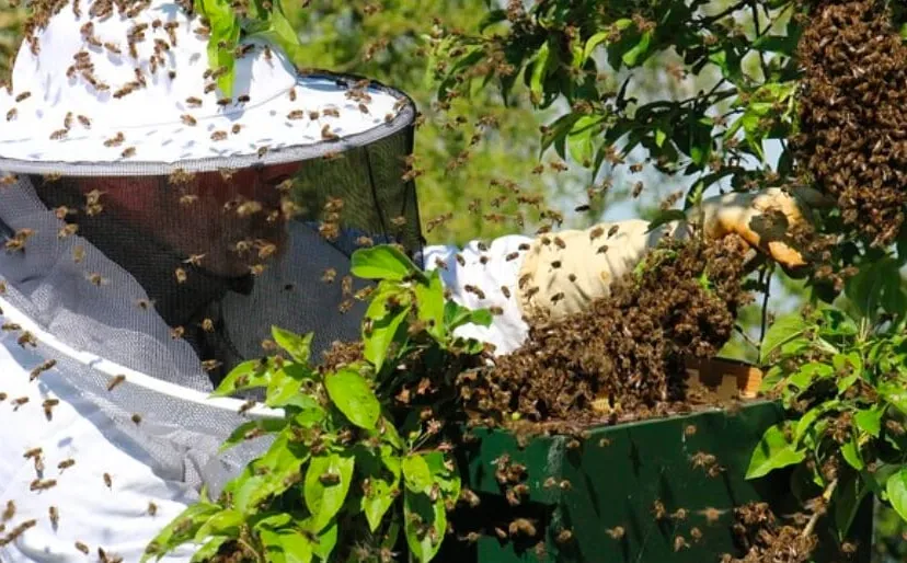 imker cc0 via pixabay