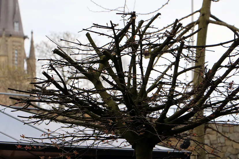 in de eigen achtertuin