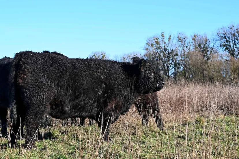 ingendael galloways winter hli 0205