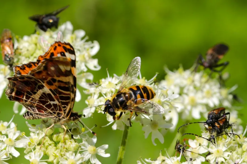 insecten insectenexcursie