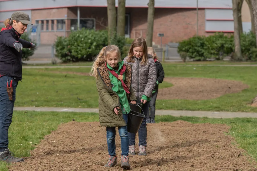 inzaaien bloemenstrook geleen zuid ivo goessens 4