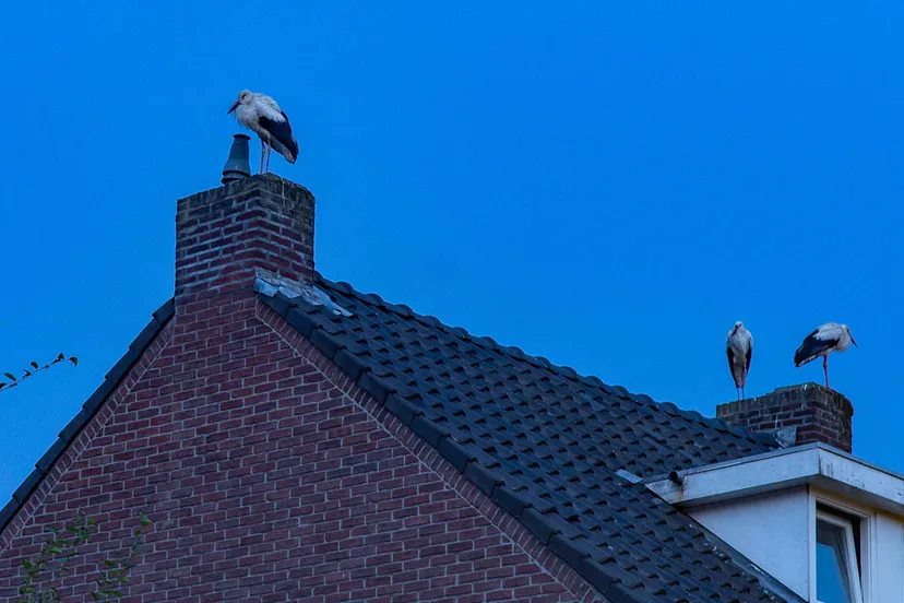 ivo goessens vroegevogels 2