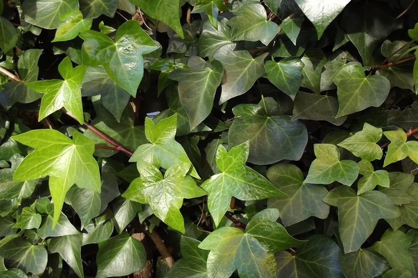 ivy 681496 1280 cc0 pixabay hedera