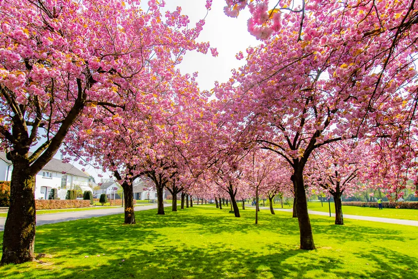 japans kers sittard vijverweg ivo goessens