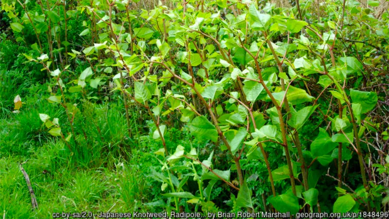 japanse aziatische duizendknoop