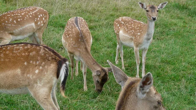 jdu35m2m3mj303dnnbb2oi5yk herten wild