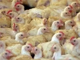 jikqygijyrfvzfq4z5jb24ys4 214587