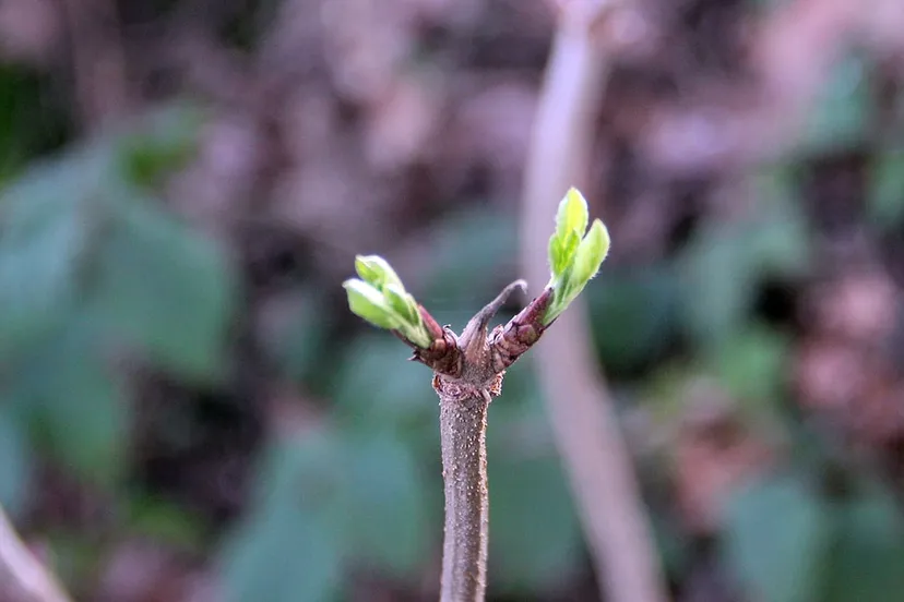 jong groen knoppen kerstmis 2015 kollenberg