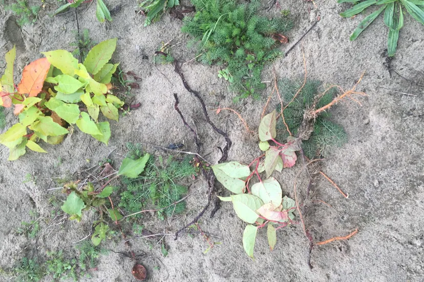 jonge groeiplek japanse duizendknoop