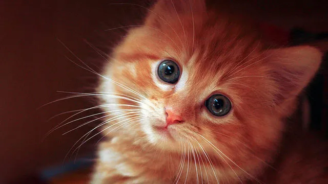 jsr2ce3t4cf5k9jflvlwryzfj kitten werelddierendag rosie rogers cc by nc sa 2