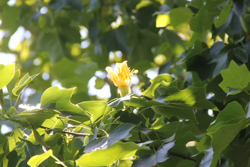 k06llqokxg1vhe1cazhb7v2je geheime tuinen bloem in boom