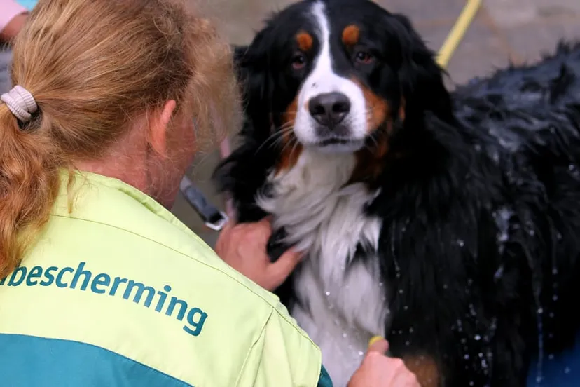 k1pjv9pe9bxbqxck3w68sf21q afbeelding hondenwasdag