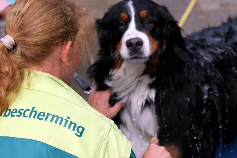 k1pjv9pe9bxbqxck3w68sf21q afbeelding hondenwasdag