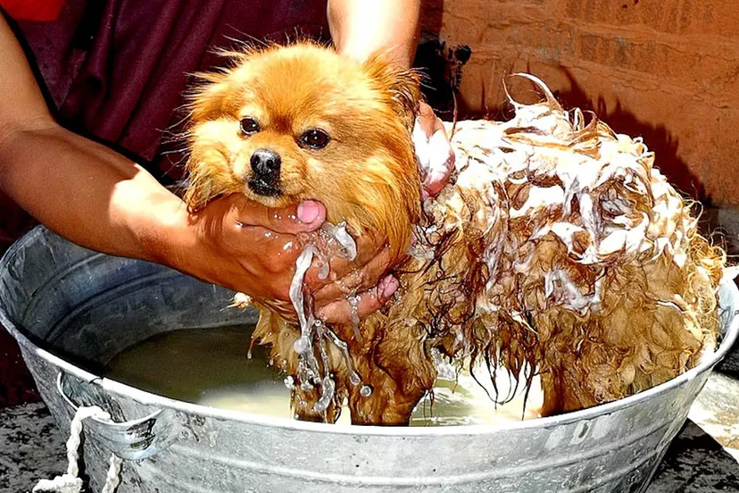 k3mc9idzi73b3jpzjoqqpvnxg tibet 92475 hondje wassen