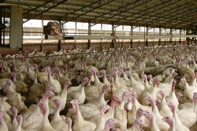 kalkoenenfokkerij cc0