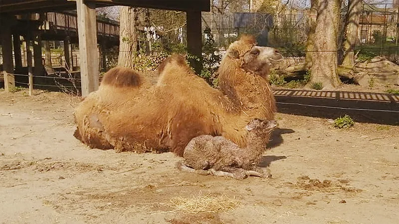 kameel geboren in kasteelpark born