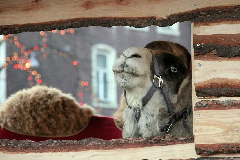 kameel levende kerststal sittard markt kerstmis 2018