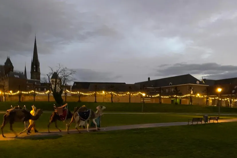 kamelen op de schootsvelden