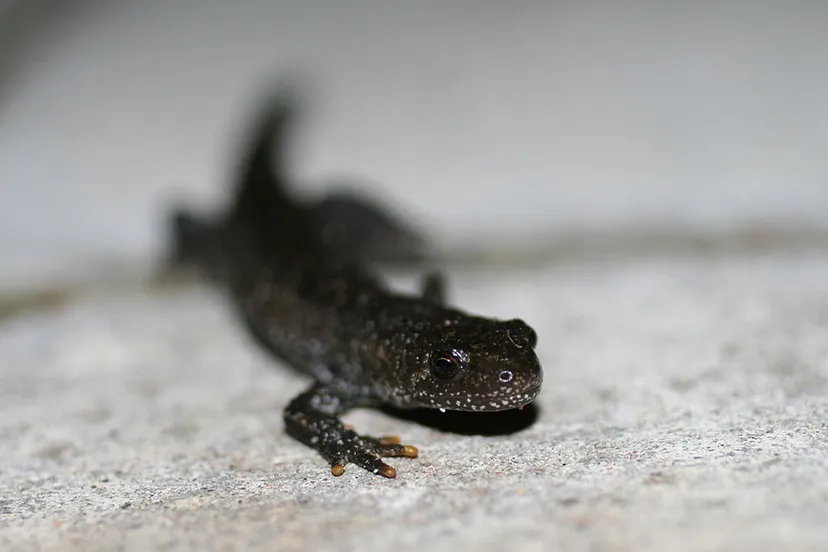 kamsalamander