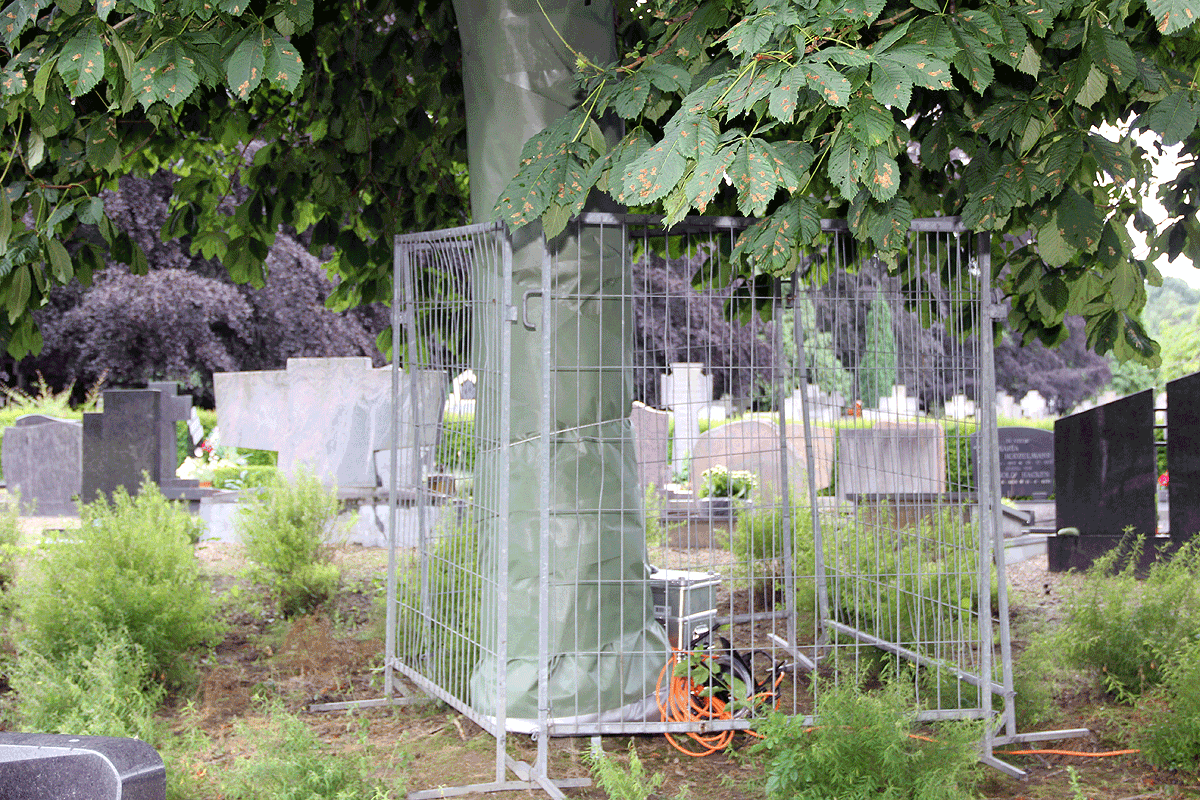 kastanjebloedingsziekte warmtebehandeling 2