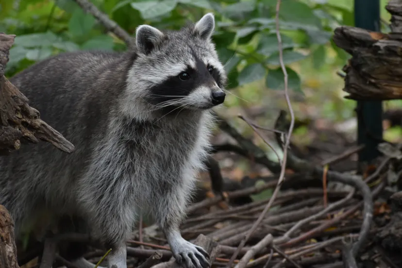 kasteelpark born 20201004 wasbeer 001