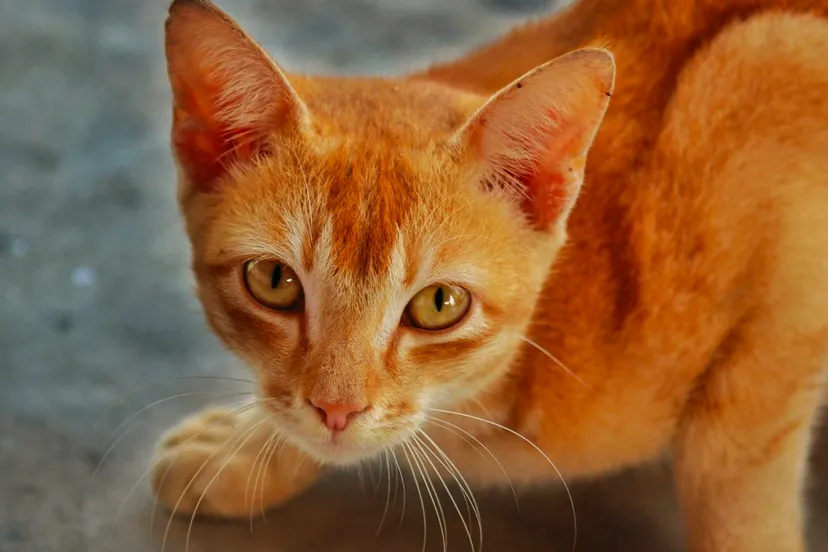 kat in huis cc0 pxhere