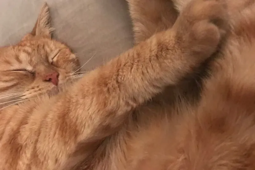 kat poes verzorgingshuis