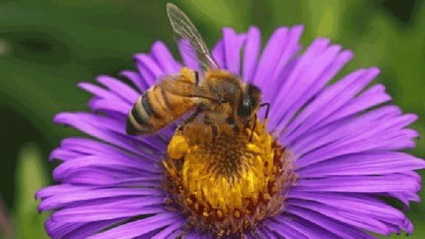 kd0w294g2fsxu7svc4yz18tu0 ivn honingbijen