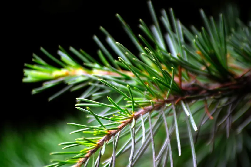kerstboom spar kaal cc0