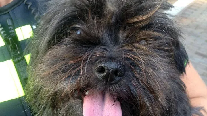 kg9hcbppofwmtligimljlzrnm beau terug op de bank