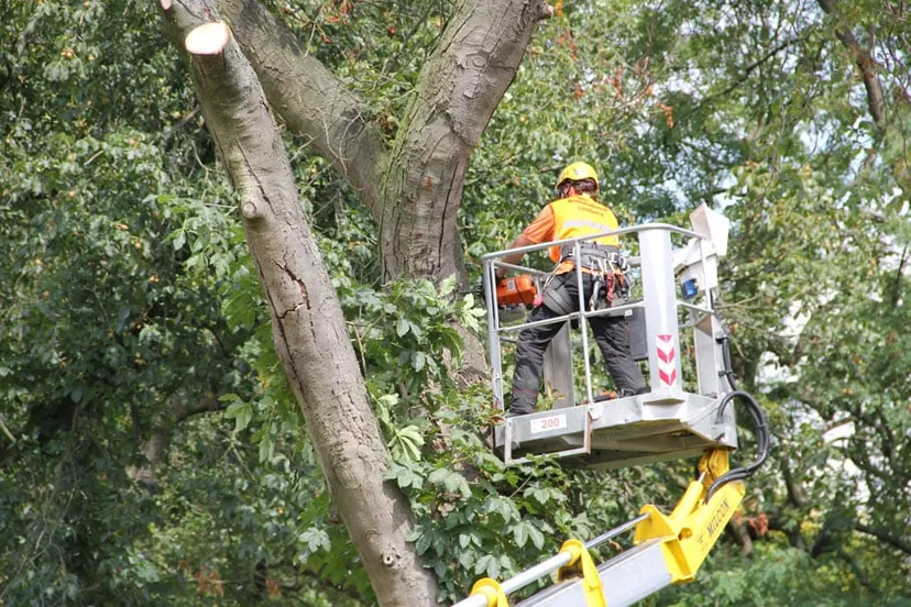 kgg03jrxqo5ezgt032aatxnni kastanjekap 16 9