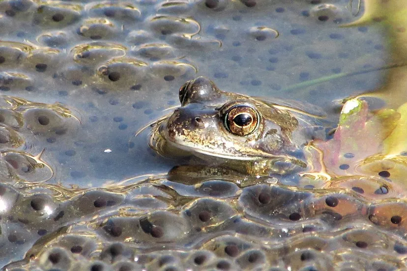 kikkerdril cco foto rieth pixabay