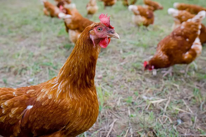 kippen vrije uitloop cc0 via pixabay