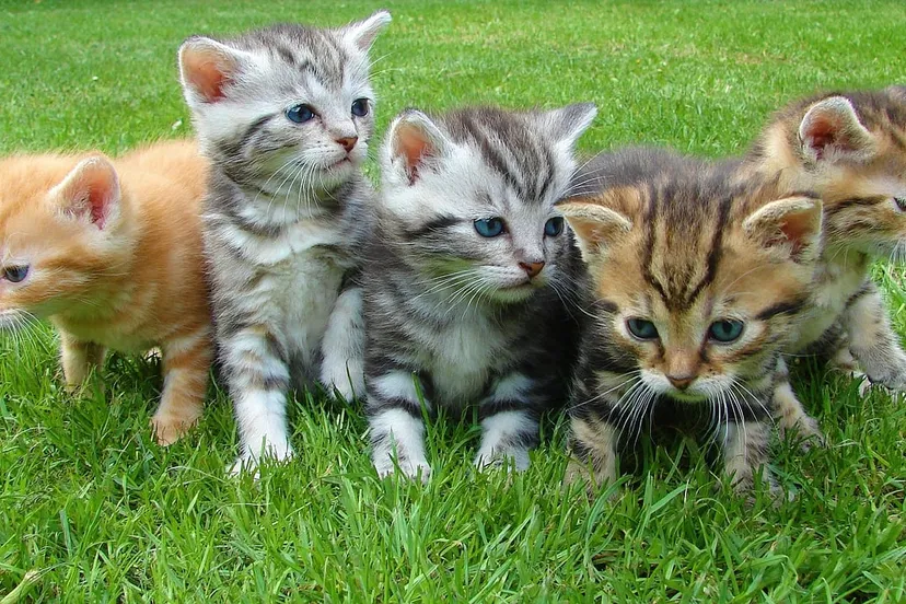 kittens 555822 1280 katten dieren dierendag cc0 pixabay