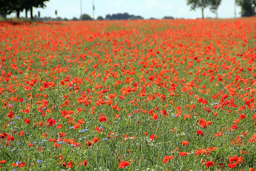 klaprozen en korenbloemen in het veld