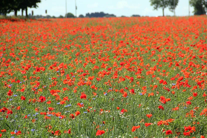 klaprozen en korenbloemen
