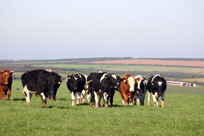 koe cc0 mdb1976 via pixabay