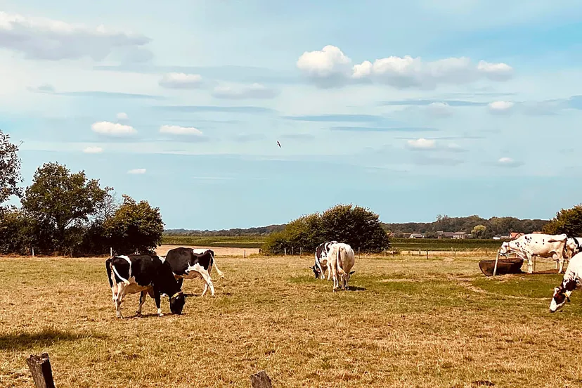 koeien in de wei bij hongen