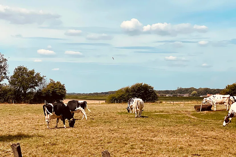 koeien in de wei bij hongen