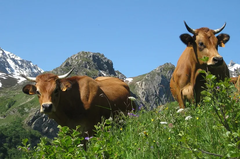 koeien op een alpenwei liegebeest wakker dier cc0 via maxpixel